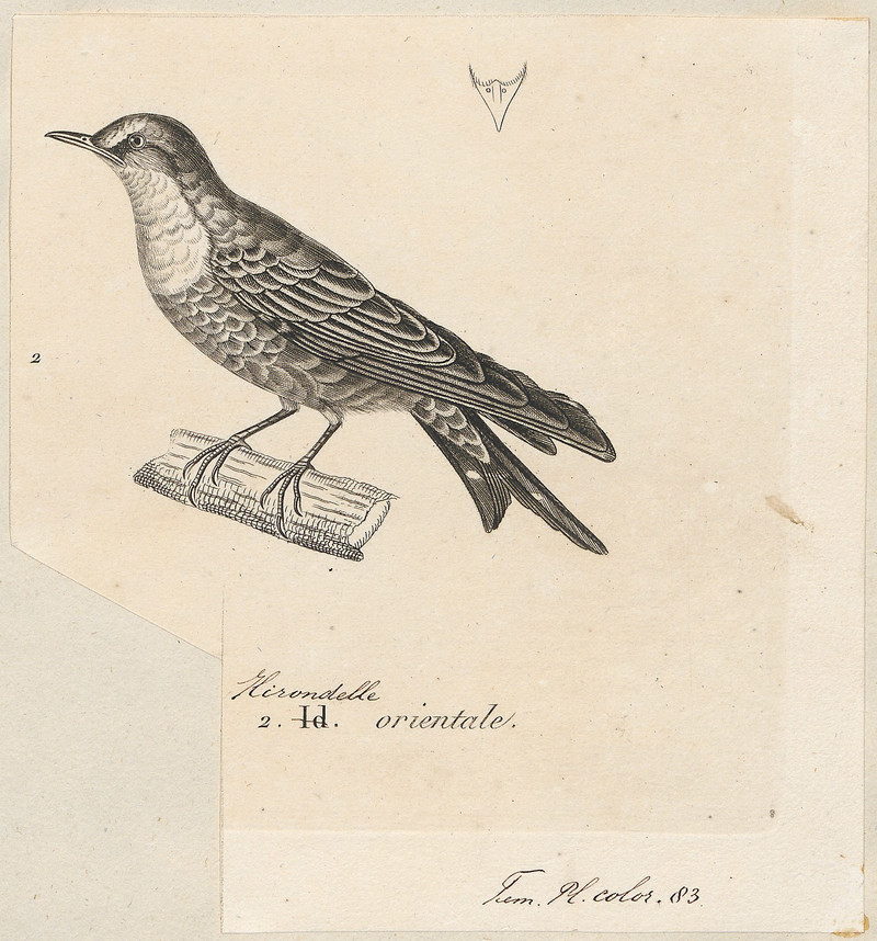 Hirundo javanica - 1700-1880 - Print - Iconographia Zoologica - Special Collections University of Amsterdam - UBA01 IZ16700153.Hirundo tahitica javanica (Pacific swallow, Java Swallow).jpg