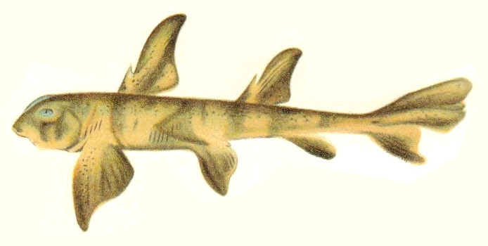 Heterodontus portusjacksoni NIE - Heterodontus philippi, Port Jackson shark.png
