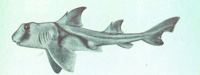FMIB 45518 Heterodontus philippi - Heterodontus portusjacksoni (Port Jackson shark).jpeg