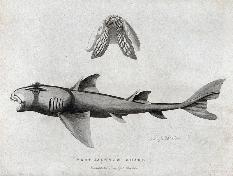 A Port Jackson shark and a detail of its gill. Etching by P. Wellcome V0022871 - Heterodontus portusjacksoni (Port Jackson shark).jpg