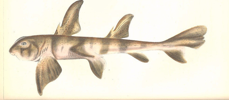 FMIB 52971 Oestracion phillippi - Heterodontus portusjacksoni (Port Jackson shark).jpeg