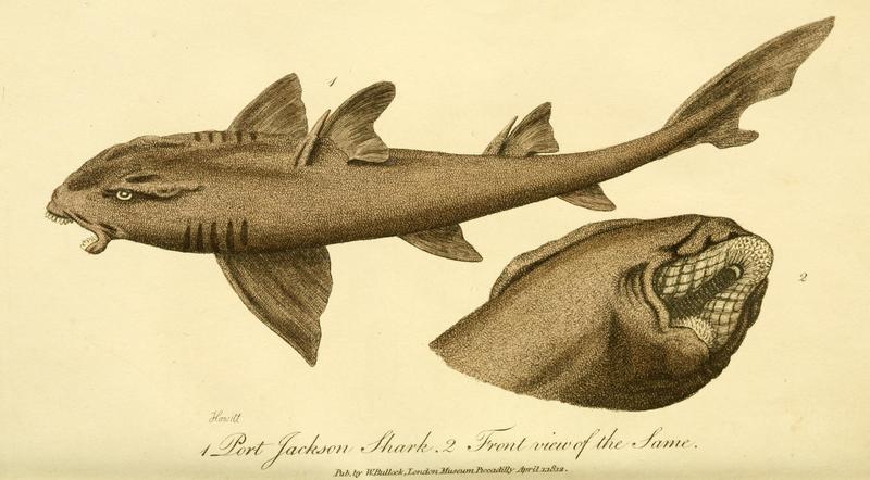 A companion to Mr. Bullock's London Museum and Pantherion (20047931043) - Heterodontus portusjacksoni (Port Jackson shark).jpg