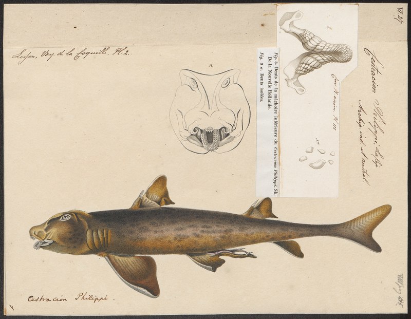 Cestracion philippi - 1700-1880 - Print - Iconographia Zoologica - Special Collections University of Amsterdam - UBA01 IZ14100137.Heterodontus portusjacksoni (Port Jackson shark).jpg
