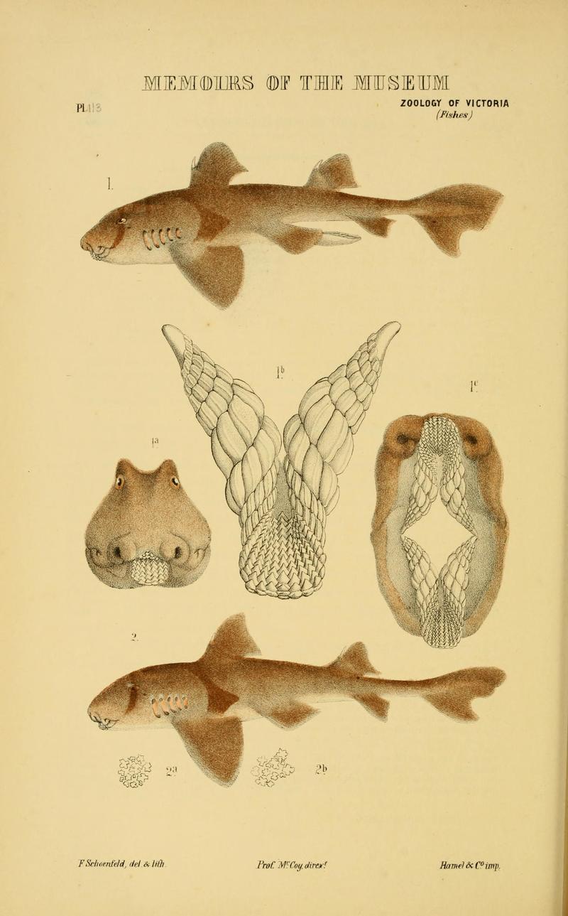 Natural history of Victoria (6008514636) - Heterodontus portusjacksoni (Port Jackson shark).jpg