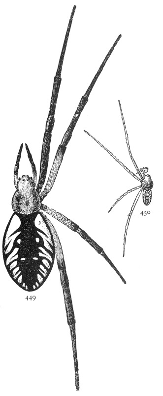 Common Spiders U.S. 449-0 Argiope aurantia - yellow garden spider.png