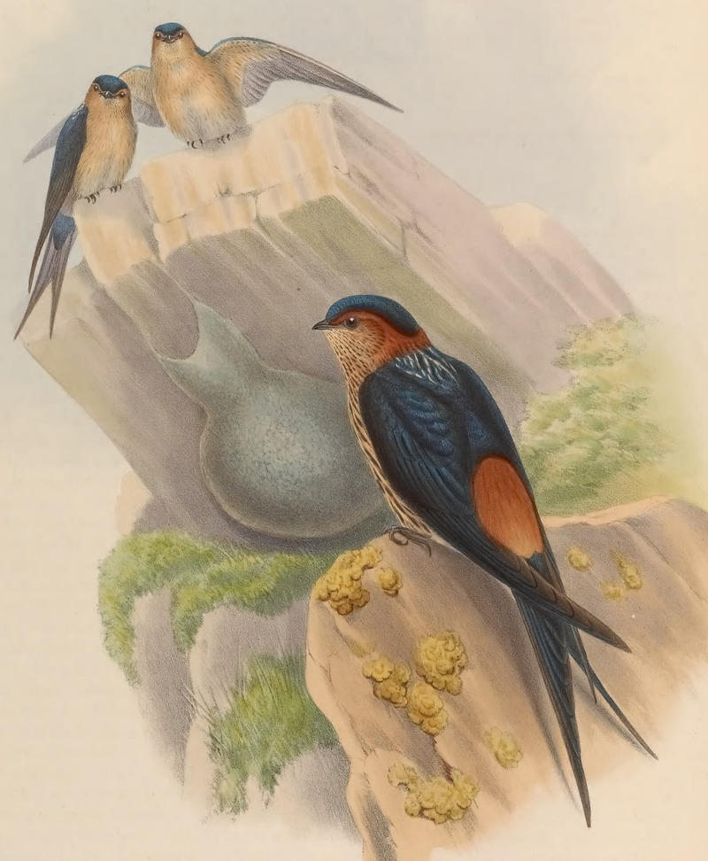 Cecropis daurica (daurica). John Gould. The Birds of Asia - red-rumped swallow.jpg