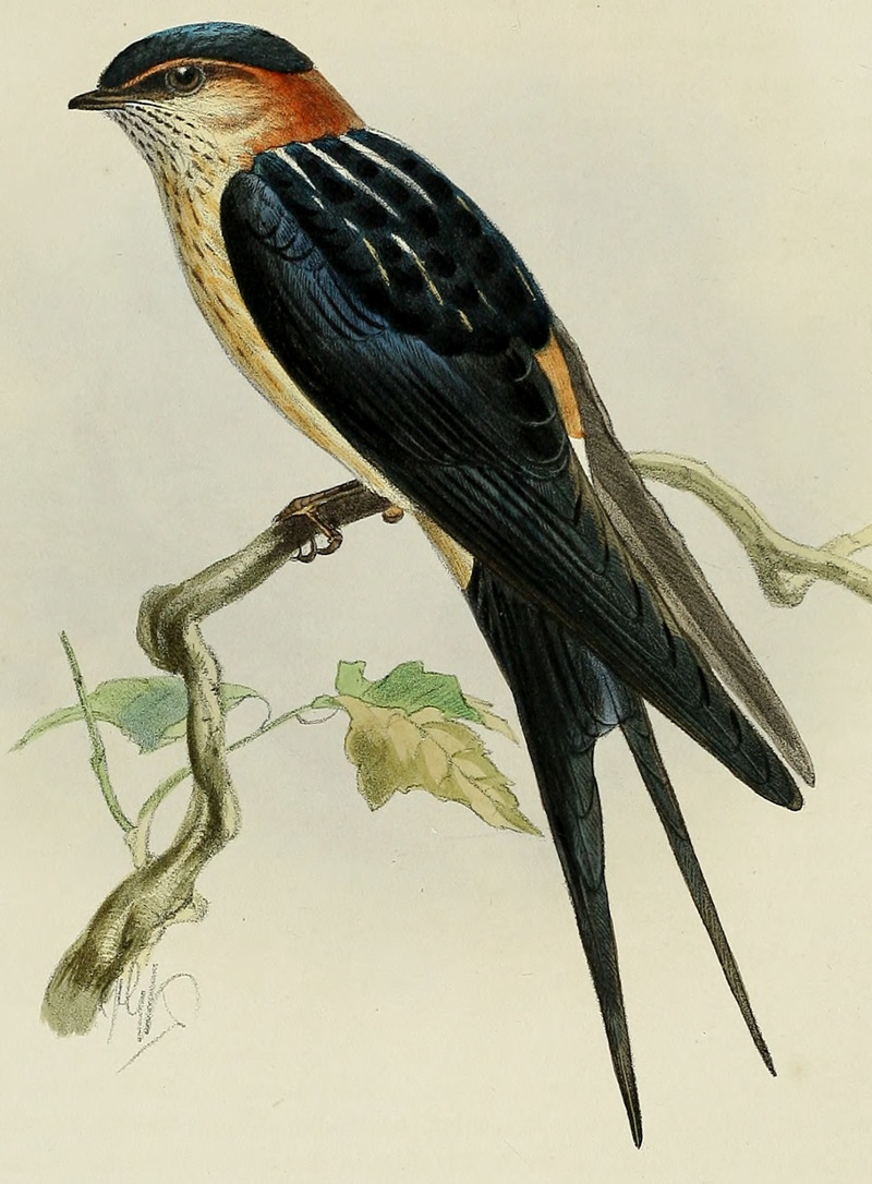 Cecropis daurica (rufula). Dresser - Hirundo rufula, red-rumped swallow.jpg