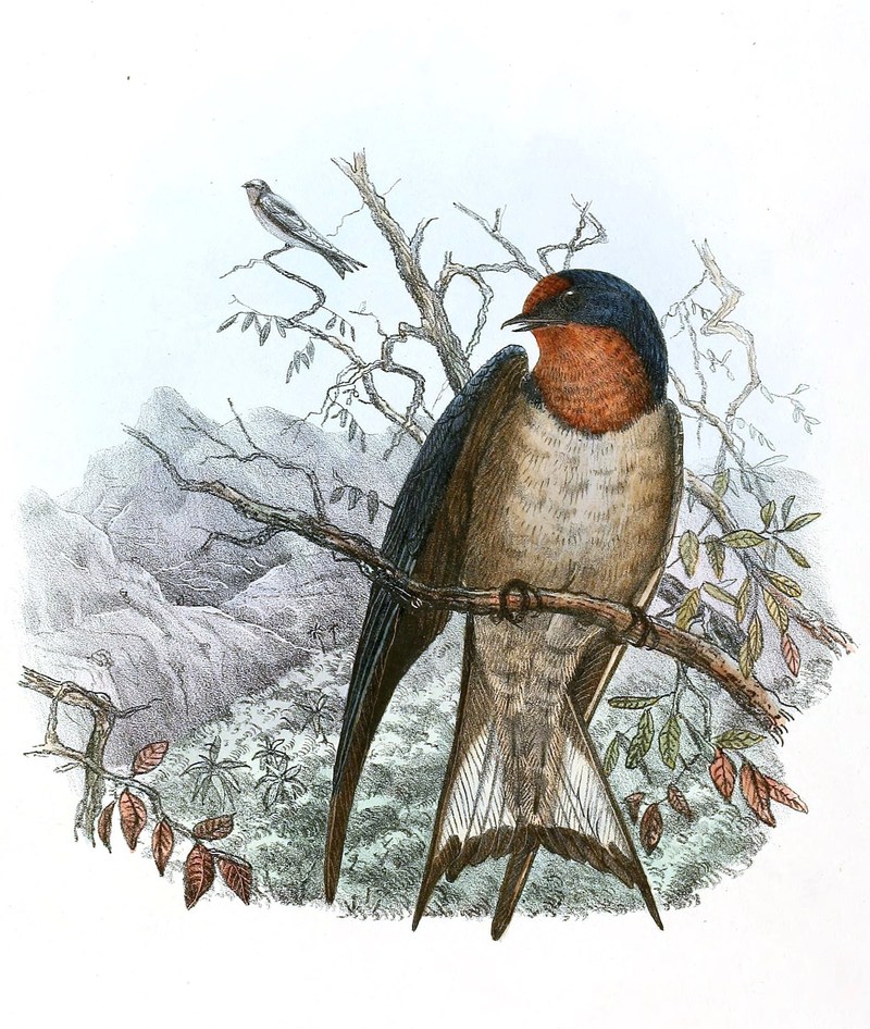 Hirundo angolensis 1894 - Hirundo angolensis (Angola swallow).jpg