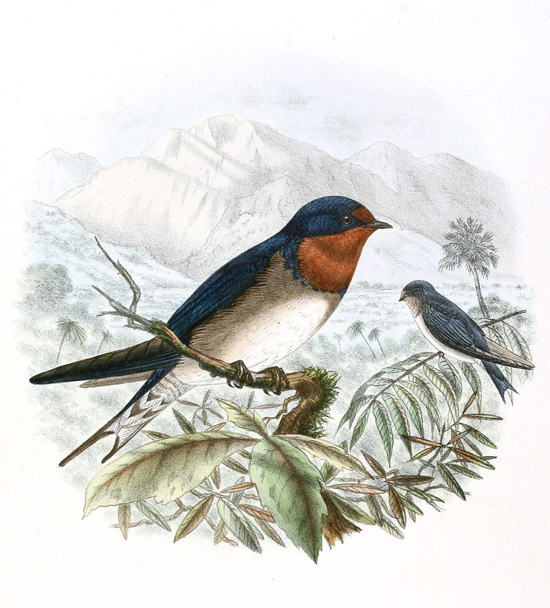 Hirundo angolensis, arcticincta race 1894 - Angola swallow.jpg