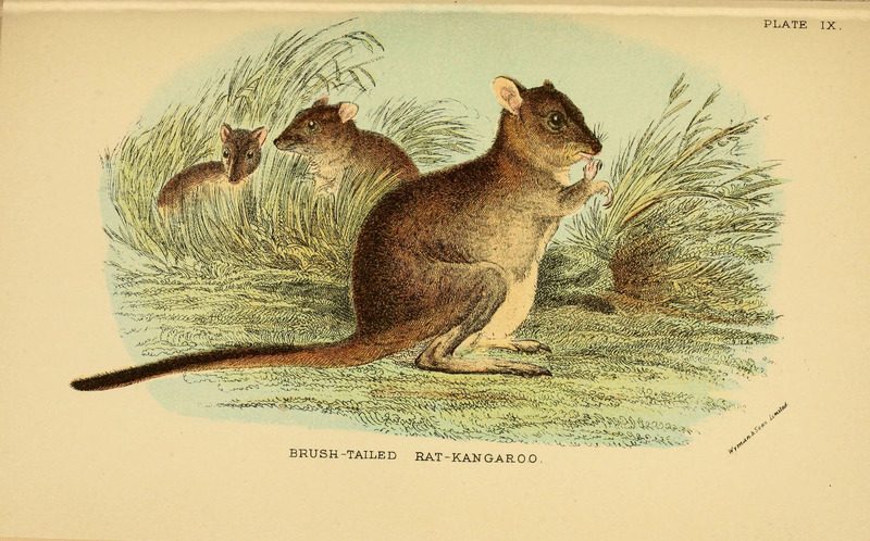 A hand-book to the marsupialia and monotremata (Plate IX) (6008897824) - Bettongia penicillata (woylie, brush-tailed bettong).jpg