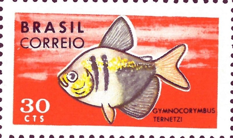 Stamp of Brazil - 1969 - Colnect 811290 - Gymnocorymbus Ternetzi - black skirt tetra.jpeg