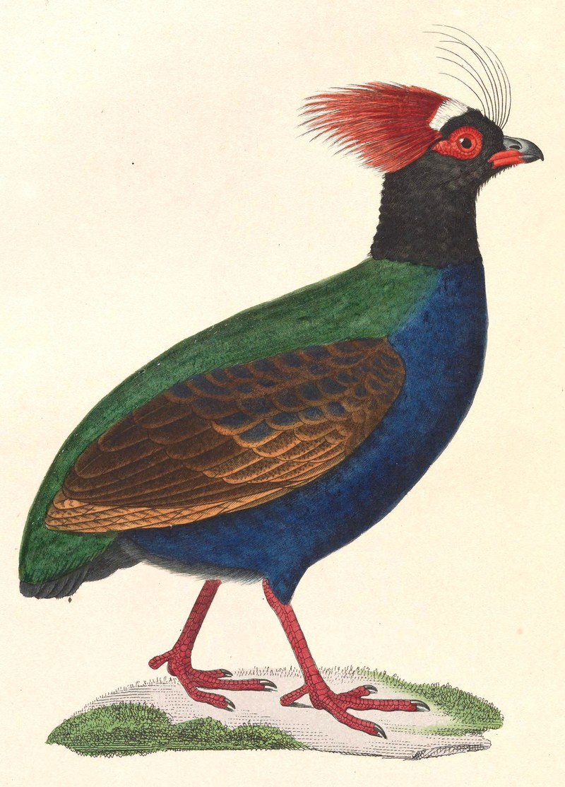 Rollulus rouloul male 1838 - crested wood partridge.jpg