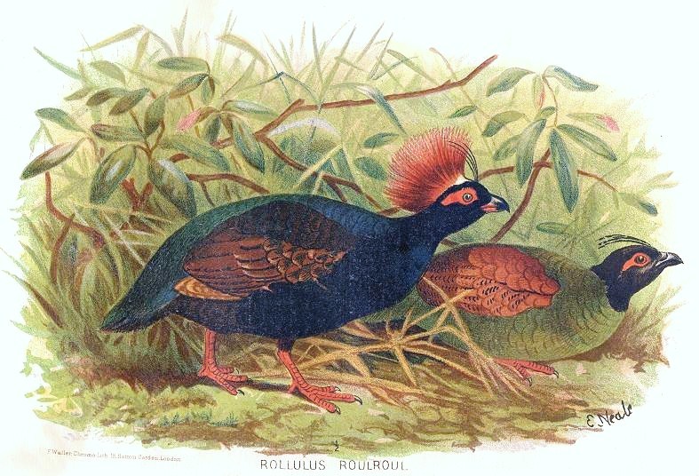 Rollulus rouloul - crested wood partridge.jpg