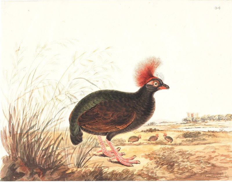 Elizabeth Gwillim - Green Wood-Quail - Rollulus rouloul (crested partridge).jpg