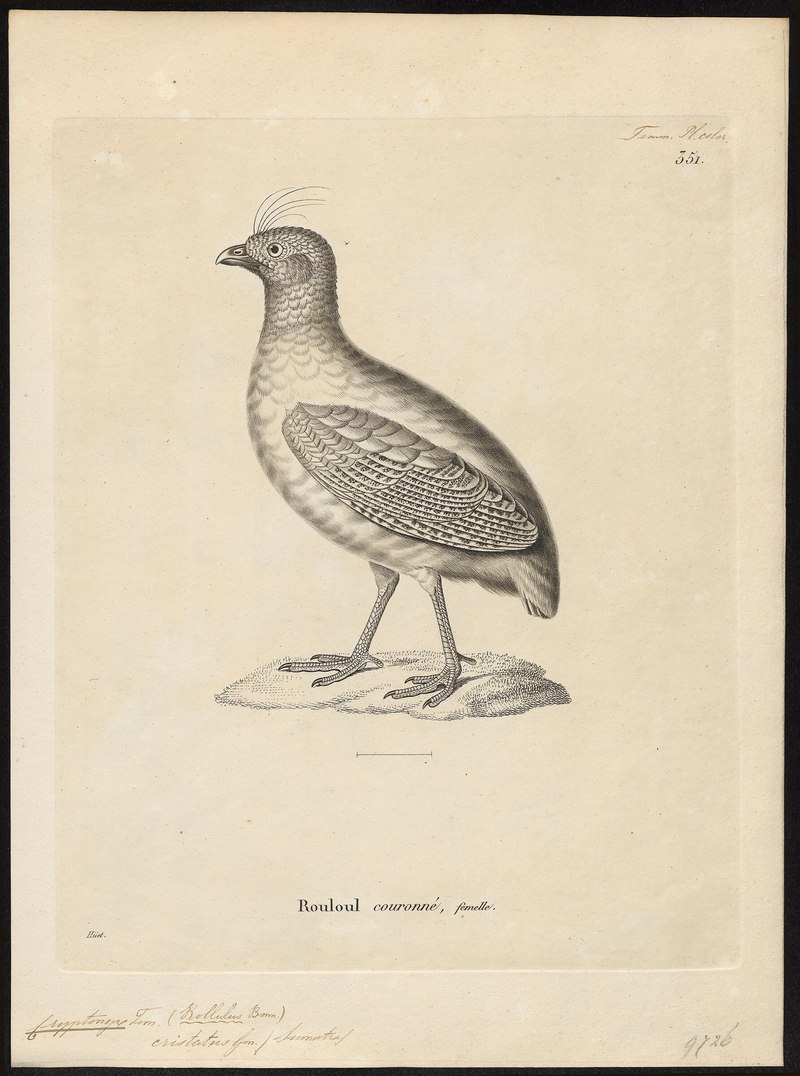 Rollulus roulroul - 1700-1880 - Print - Iconographia Zoologica - Special Collections University of Amsterdam - UBA01 IZ17100267.crested wood partridge.jpg