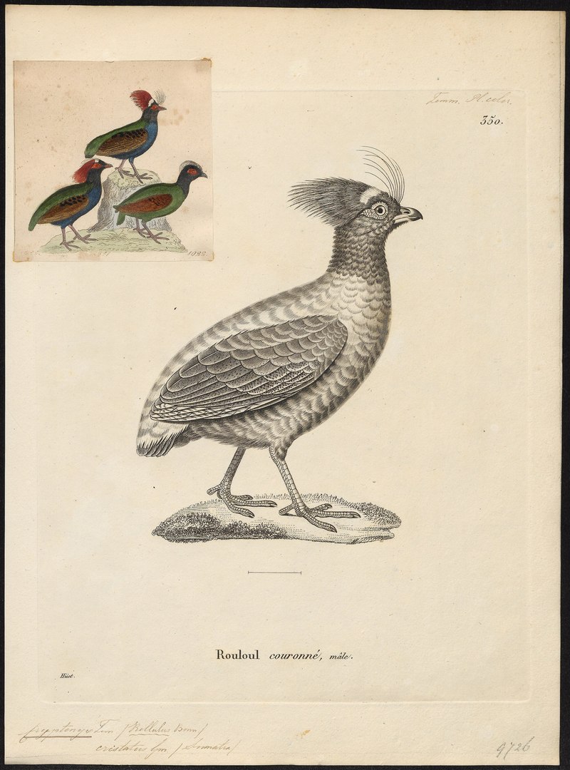 Rollulus roulroul - 1700-1880 - Print - Iconographia Zoologica - Special Collections University of Amsterdam - UBA01 IZ17100265.crested wood partridge.jpg