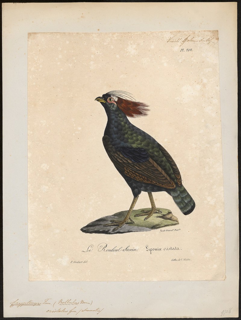 Rollulus roulroul - 1825-1834 - Print - Iconographia Zoologica - Special Collections University of Amsterdam - UBA01 IZ17100263.Liponix cristata, crested wood partridge.jpg