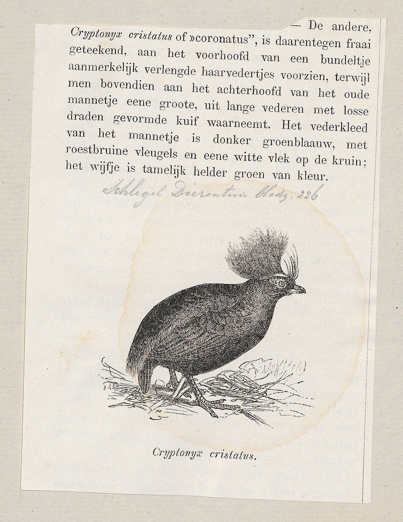 Rollulus roulroul - 1872 - Print - Iconographia Zoologica - Special Collections University of Amsterdam - UBA01 IZ17100269.Rollulus rouloul (crested partridge) cropped.jpg