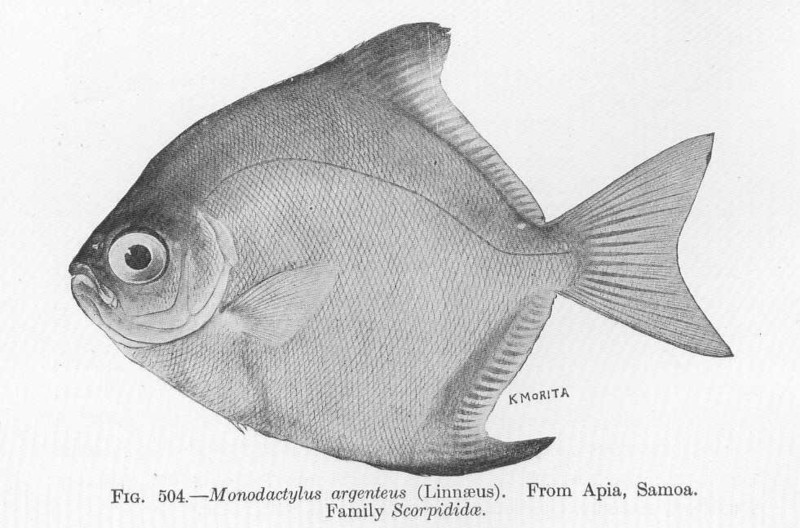 FMIB 52076 Monodactylus argenteus (Linnaeus) From Apia, Samoa Family Scorpididae - silver moony.jpeg
