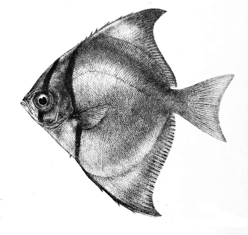 Psettus argenteus Ford 51B - Monodactylus argenteus (silver moonyfish).jpg