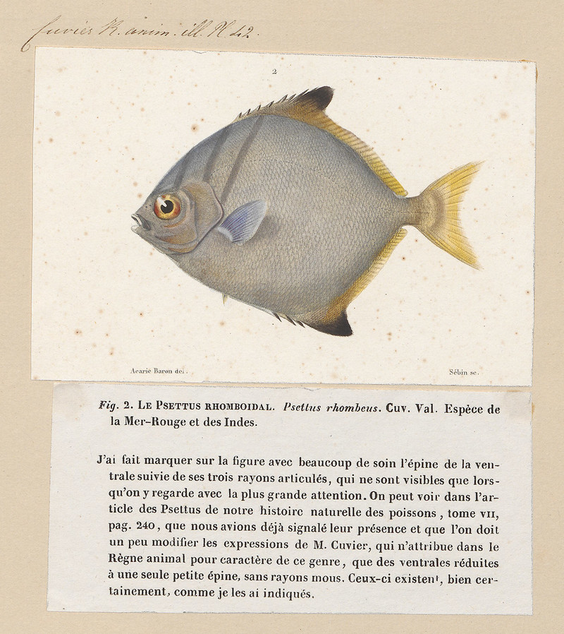 Psettus argenteus - 1700-1880 - Print - Iconographia Zoologica - Special Collections University of Amsterdam - UBA01 IZ13500477.Monodactylus argenteus (silver moony).jpg