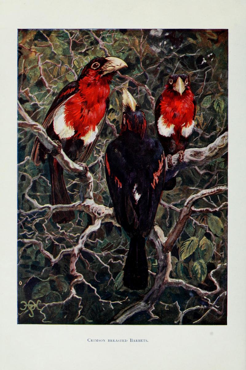 Crimson breasted barbets johnston - double-toothed barbet (Pogonornis bidentatus).jpg