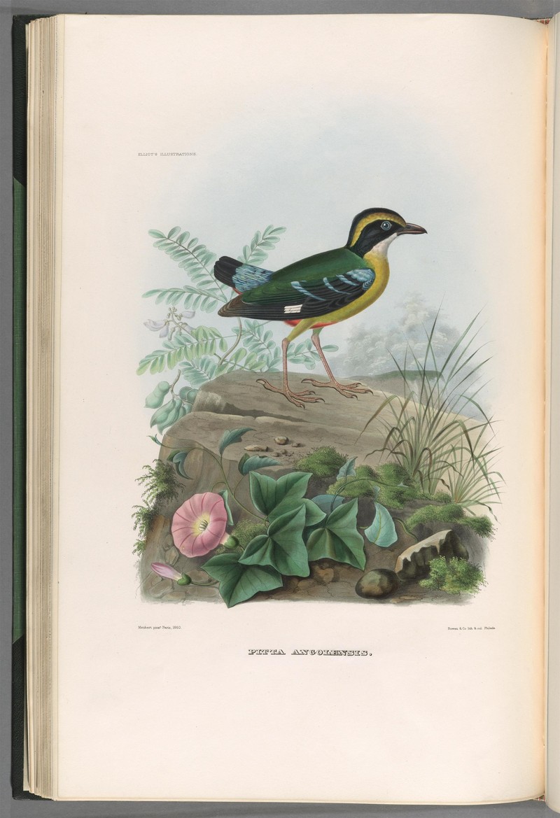 A monograph of the Pittidæ, or family of ant-thrushes (Plate XX) (8232575472) - African pitta (Pitta angolensis).jpg