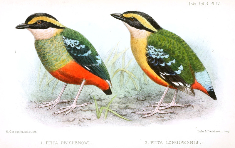 Pitta Reichenowi angolensis Longipennis Goodchild.jpg