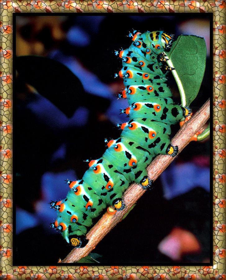 zfox bugs03 b1 caterpillar caletta.jpg