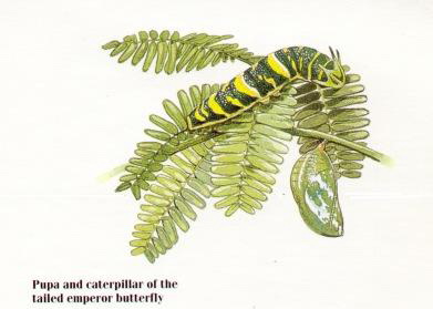 Tailed Emperor Butterfly (Polyura sempronius) caterpillar.jpg
