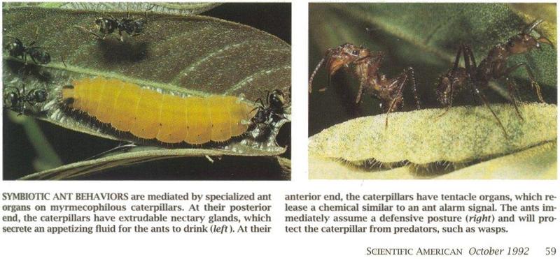 ants and caterpillars.jpg
