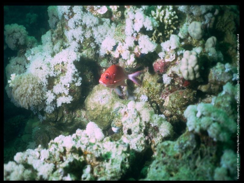 deepsea-CoralFish-sub00041.jpg