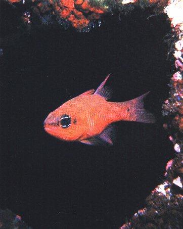CardinalFish-Alone.jpg