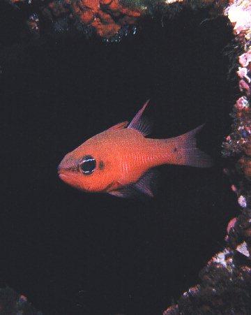UnderWater Pic07-Cardinal Fish.jpg