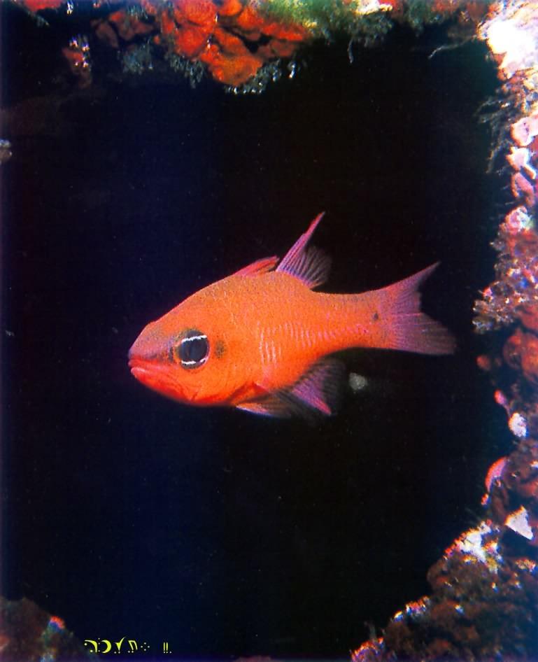 Cardinalfish-closeup under reef.jpg