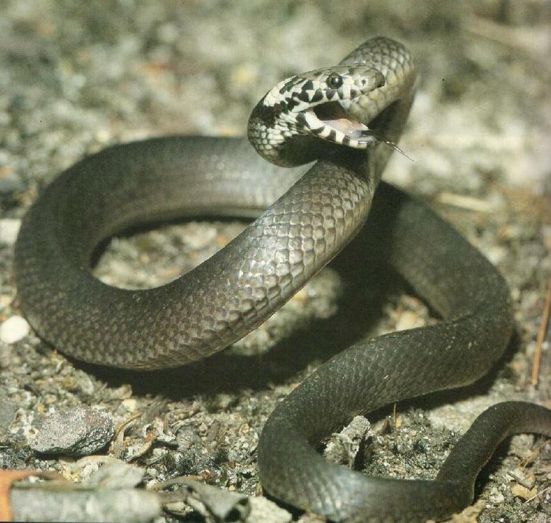 Broad-headed Snake-aggresive posure.jpg