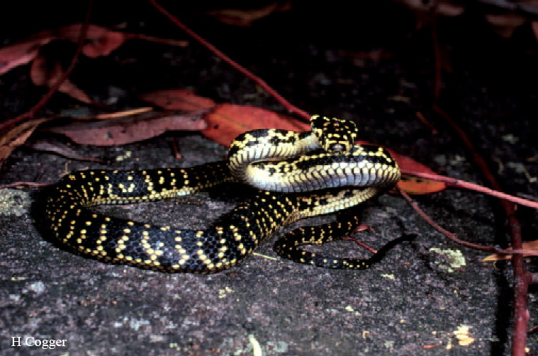 Broad-headed Snake(Hoplocephalus bungaroides).jpg