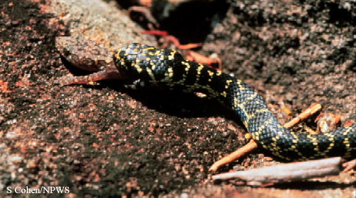 Broad-headed Snake(Hoplocephalus bungaroides).jpg