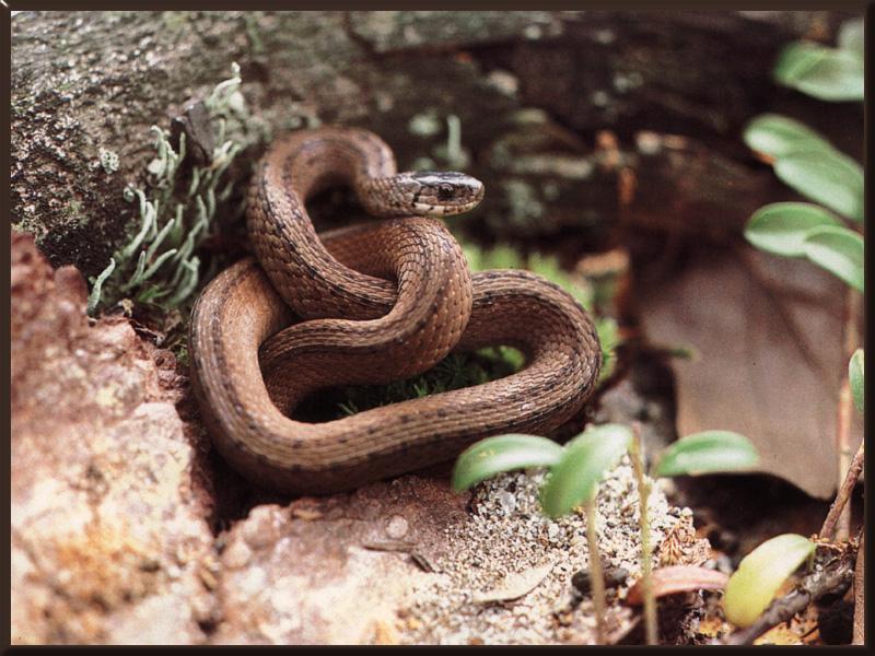 Brown Snake 01.jpg