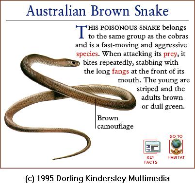 DKMMNature-Reptile-Australian Brown Snake.gif
