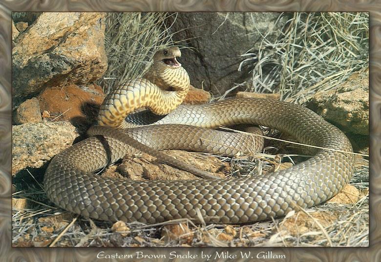 rep s009-Eastern Brown Snake.jpg