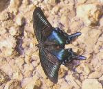 Alpine Black Swallowtail Butterfly.jpg