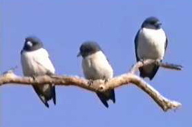 White-breasted Wood Swallow.jpg