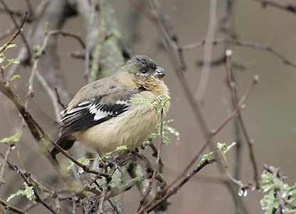 White-collared Seedeater, male.jpg