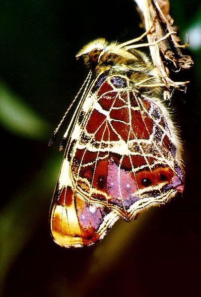 Tiny Beasty-Araschnia levana 1-Map Butterfly.jpg