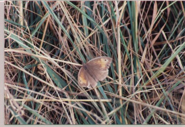insectqu1-Meadow Brown Butterfly.jpg