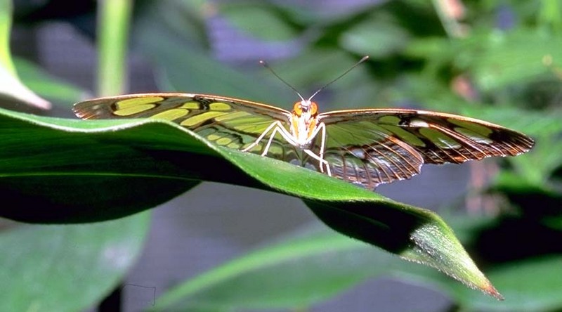 green-on-green butterfly.jpg