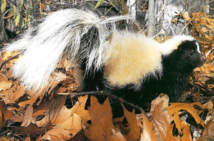 Hog-nosed Skunk-on Autumn leaves-closeup.jpg
