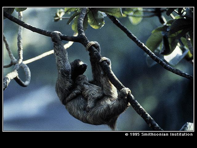 BABSLOTH-Three-toed Sloth-climbing branch.jpg
