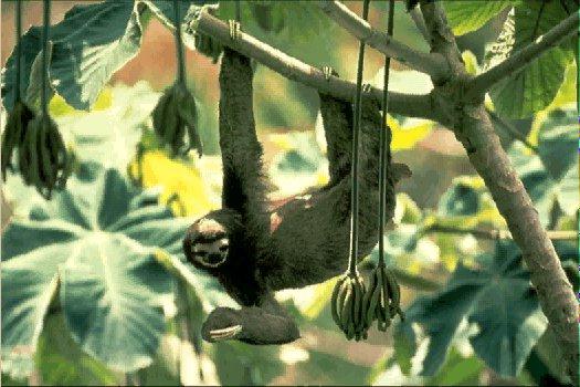 NGS-Three-toed Sloth-Hanging Tree.jpg